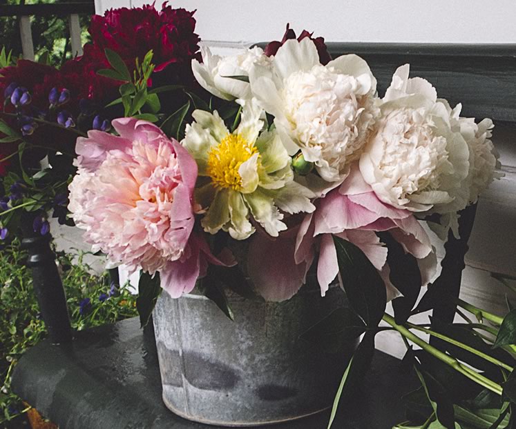A charming bouquet showcases several luscious peony varieties. Photo by Tessa Angus.