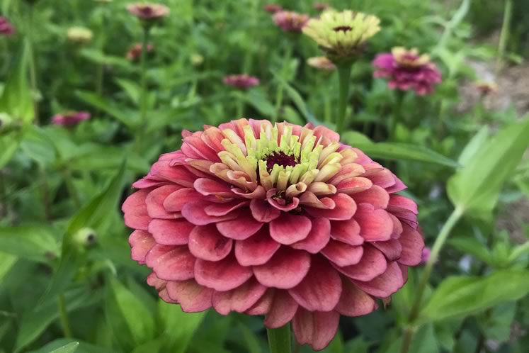 Zinnias blooming in the flower field at Broadside Flowers. Photo Courtesy Broadside Flowers.