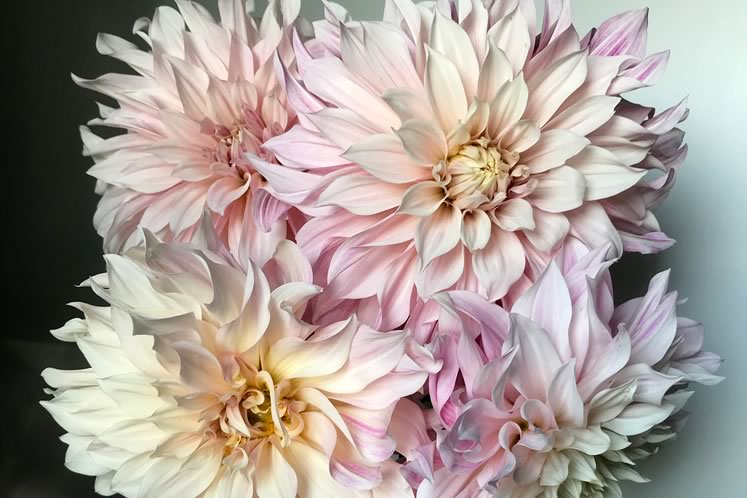 An array of ‘Café au Lait’ dahlias. In summer, Amanda covers their buds with organza gift bags to ward off earwigs. Photo Courtesy Broadside Flowers.