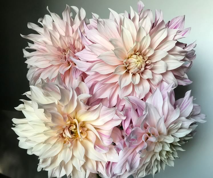 An array of ‘Café au Lait’ dahlias. In summer, Amanda covers their buds with organza gift bags to ward off earwigs. Photo Courtesy Broadside Flowers.