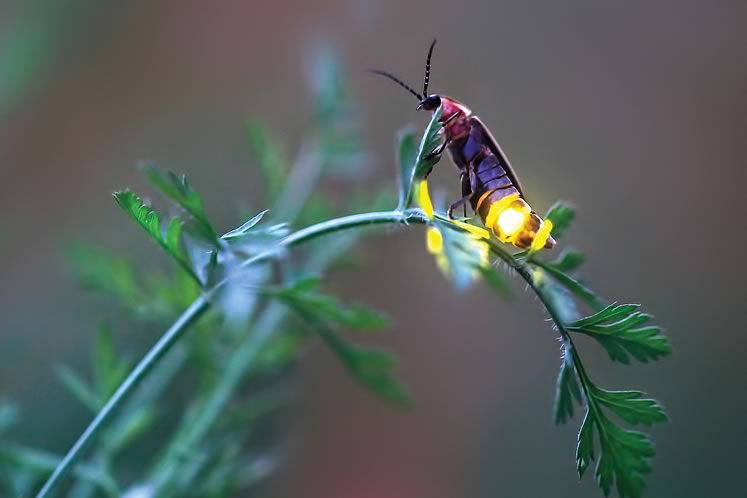 A female common eastern firefly. Her signal light is concentrated in the small “box” area of her abdomen, unlike male fireflies which have larger light organs. Photo by Radim Schreiber / fireflyexperience.org : Firefly.