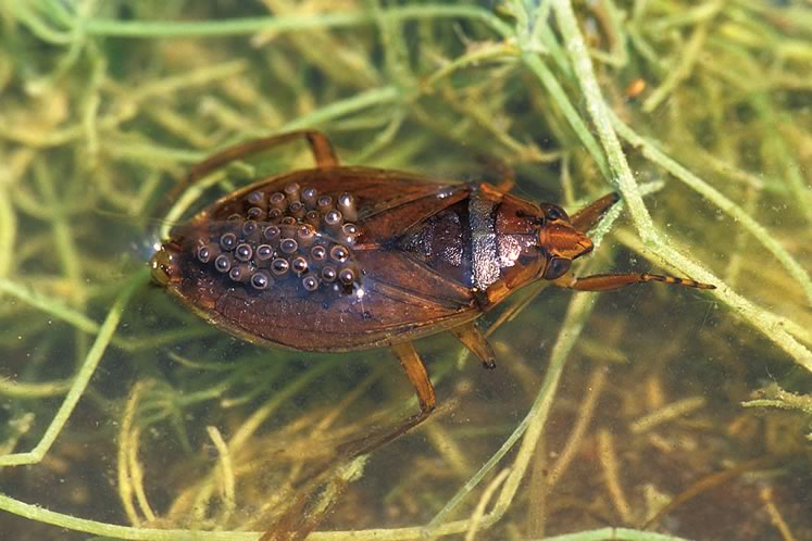 The eggs of the giant water bug are carried on the male’s back. The bug’s bite is worse than the sting from a wasp. Photo by Robert McCaw.