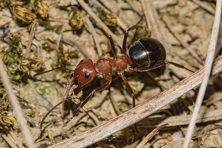 Allegheny mound ant. Photo by Robert Noble.