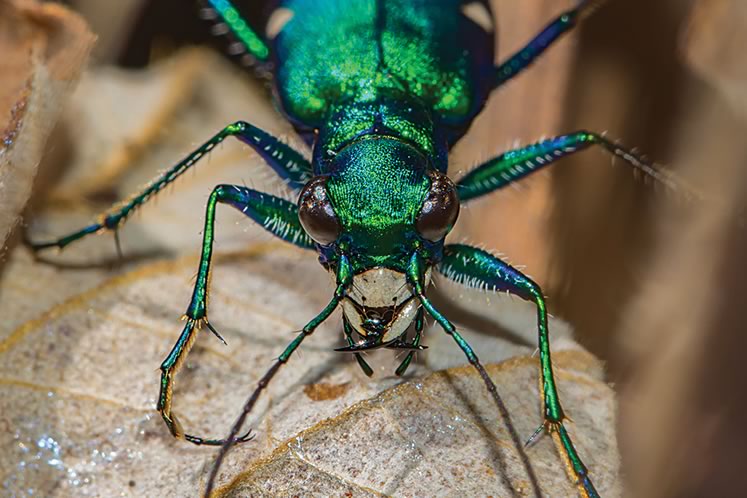 A six-spotted tiger beetle. Photo by Robert Noble.