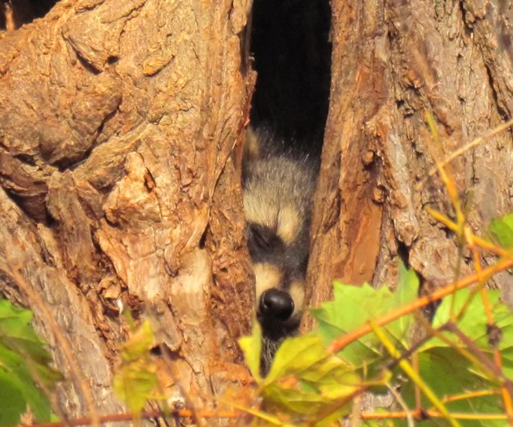 racoon in tree cavities