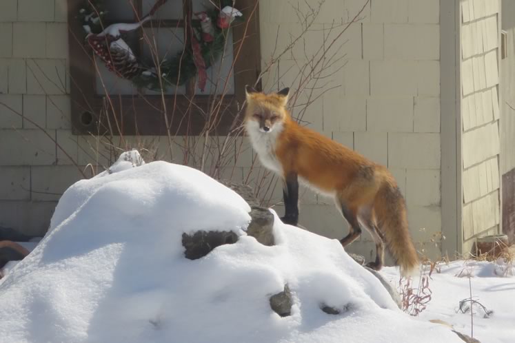 Red fox from Georgetown back yard. Photo by David Williams.