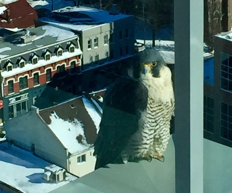 Peregrine falcon from Brampton balcony. Photo by Peter and Rose Bailey.