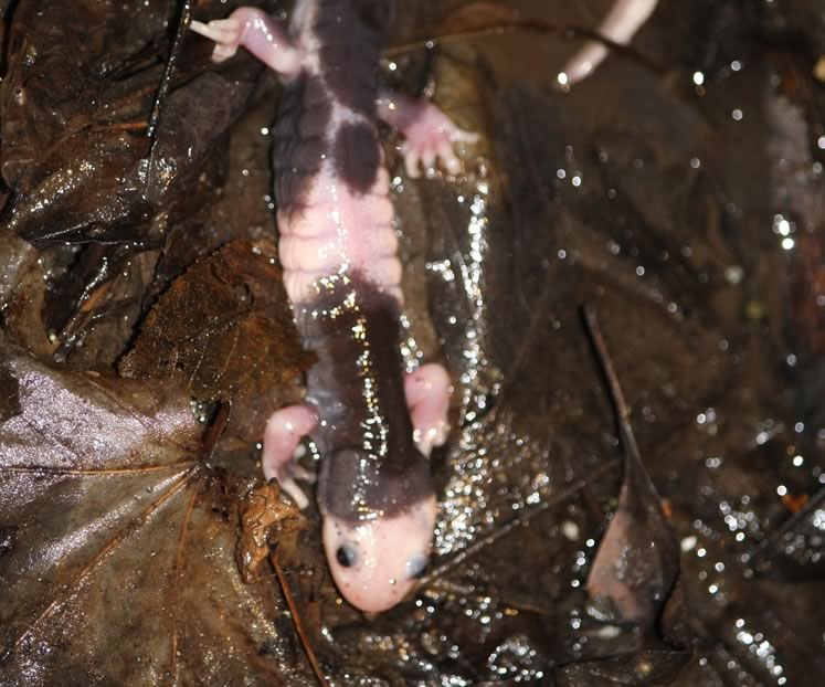 Piebald spotted salamander 2010. Photo by Charlotte Cox.
