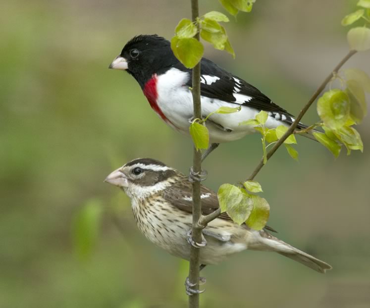 Male and female rose-breasted grosbeak. Photo by Fiona Reid.