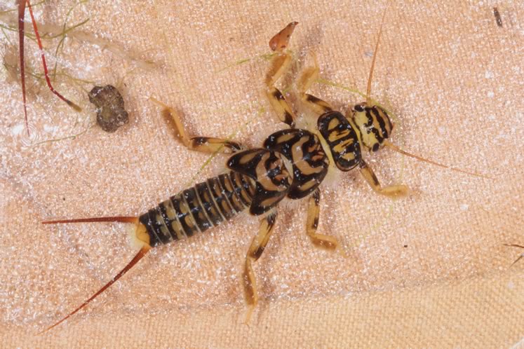 Common stonefly from the Credit River in Alton. Photo by Don Scallen.