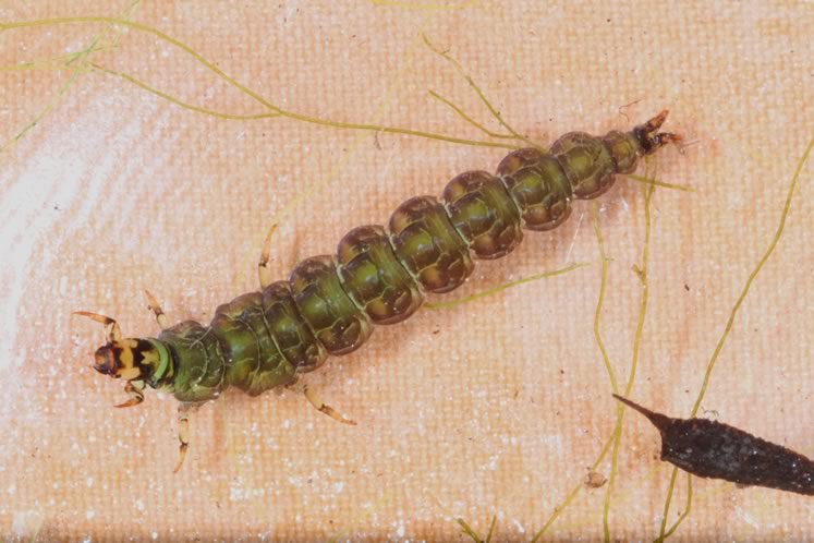 Freeliving caddisfly larva from the Credit River in Alton. Photo by Don Scallen.