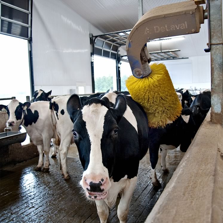 A Holstein dairy cow gets a brush-down at Sevenhills Holsteins. Photo by Rosemary Hasner / Black Dog Creative Arts.