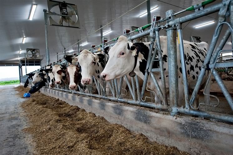 At Sevenhills Holsteins in Amaranth, dairy cows are milked in an automated 35,000-square-foot barn. Photo by Rosemary Hasner / Black Dog Creative Arts.