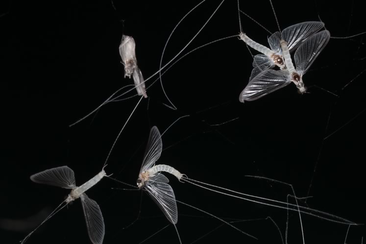 Mayflies in spider web. Photo by Don Scallen.