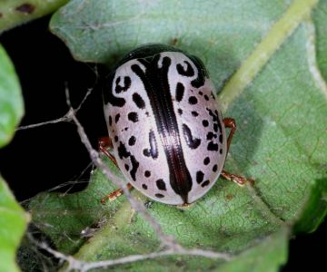 Caligraphic beetle