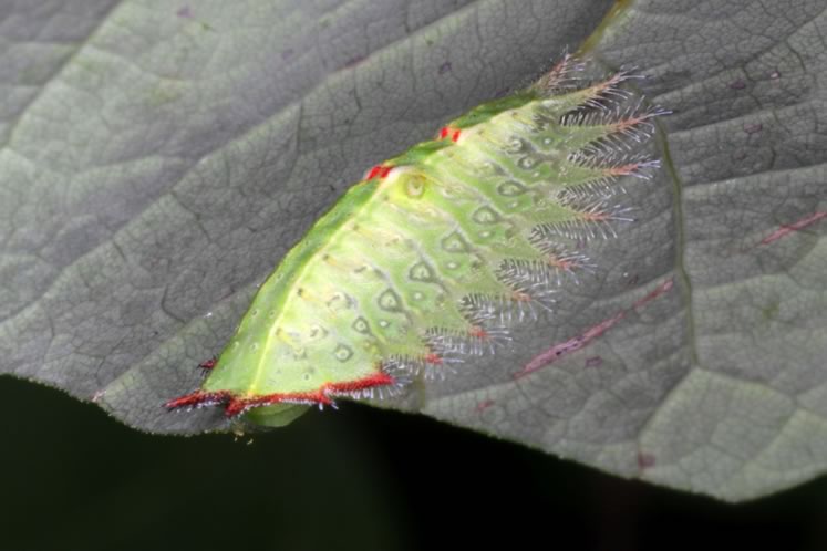 crowned slug moth caterpillar