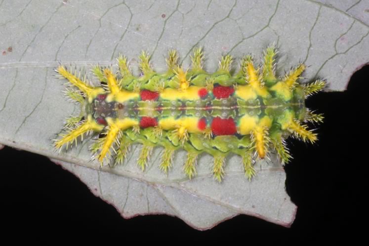 spiny oak slug caterpillar