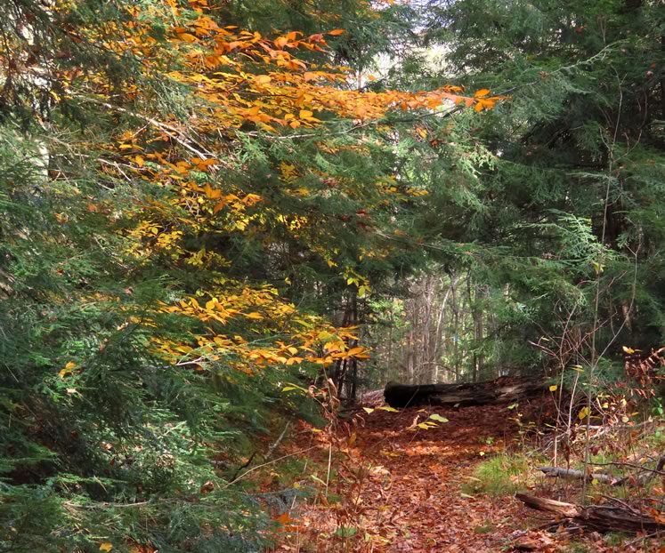 I’d love science to explore the possibility that two of our local tree species, beech and hemlock, might also be co-operating through fungal networks.