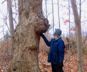 Trees can host multiple burls and still lead long, robust lives. Photo by Don Scallen.