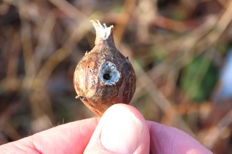 Goldenrod gall predated. Photo by Don Scallen.