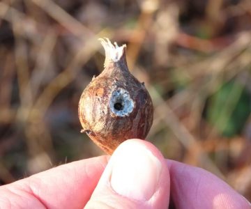 Goldenrod gall predated. Photo by Don Scallen.