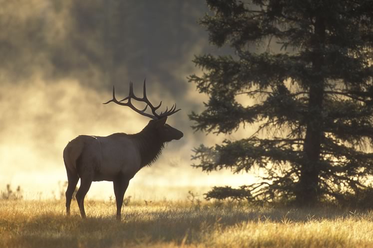 Elk prefer open spaces, and their presence in precolonial Headwaters suggests the region was not solidly cloaked in forest. Photo by Robert McCaw.