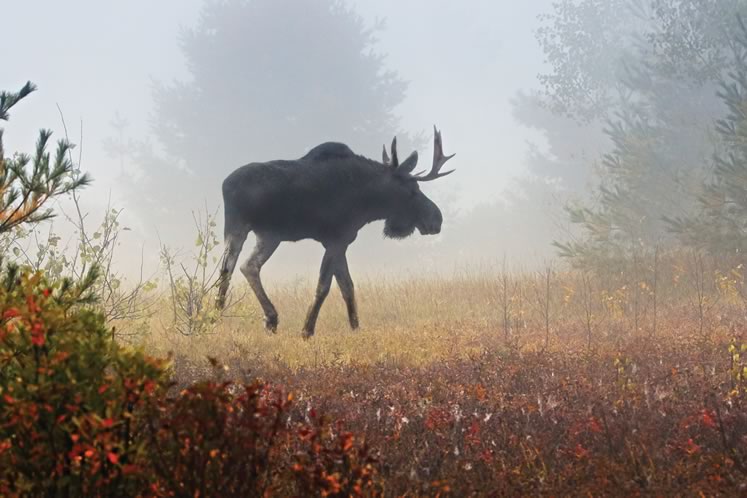 Moose were among the many animals that once roamed freely here before they were vanquished by European settlement, along with their forest home. Photo by Robert McCaw.