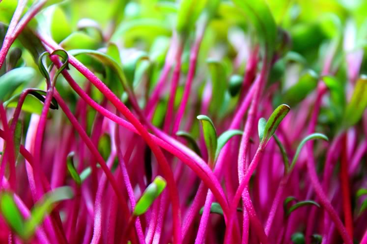 Mansfield’s Big Thunder Farms red-stemmed beet microgreens. Photo by Sarah McCausland.