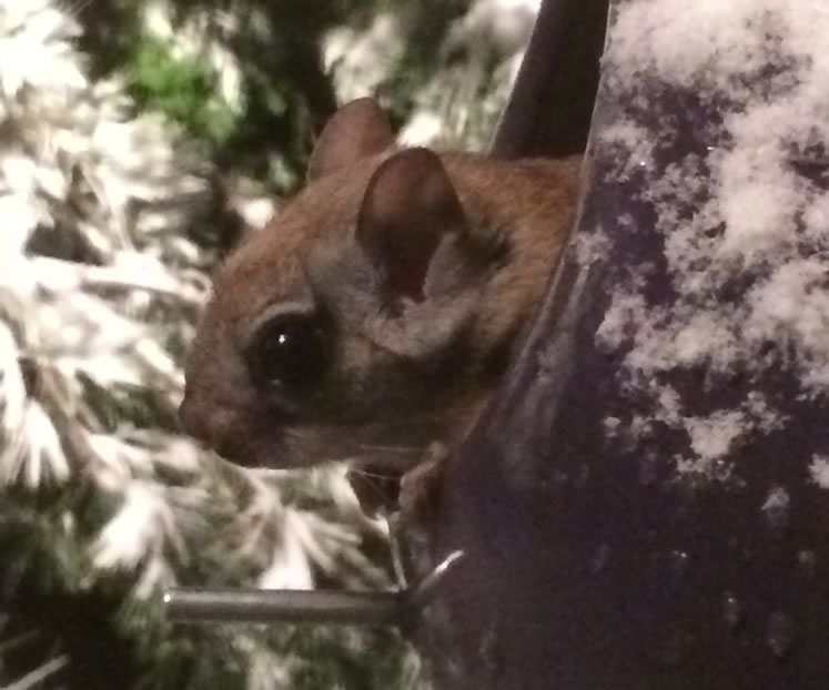 Southern flying squirrel. Photo by Kim van Oosterom.