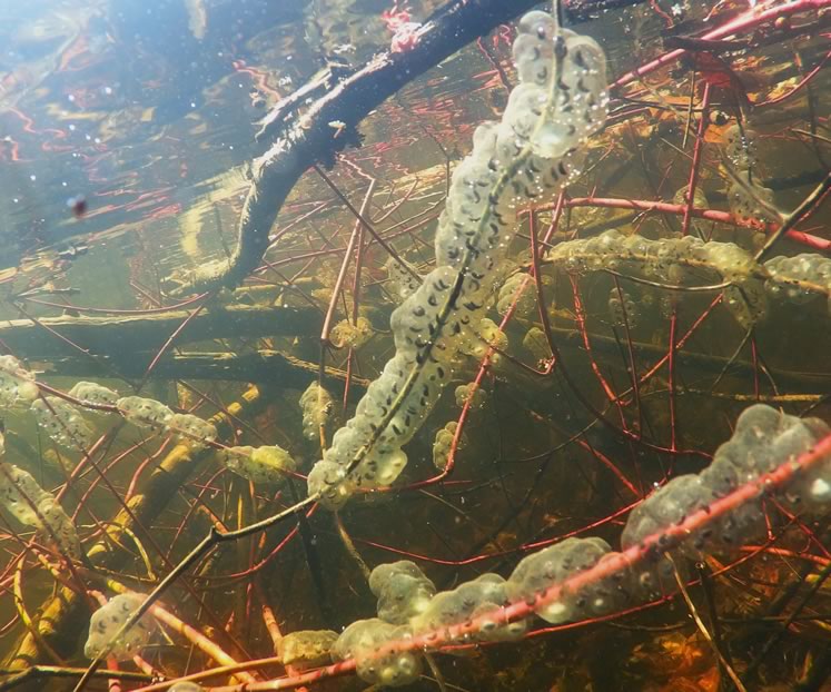 Jefferson salamander eggs. Photo by Don Scallen.