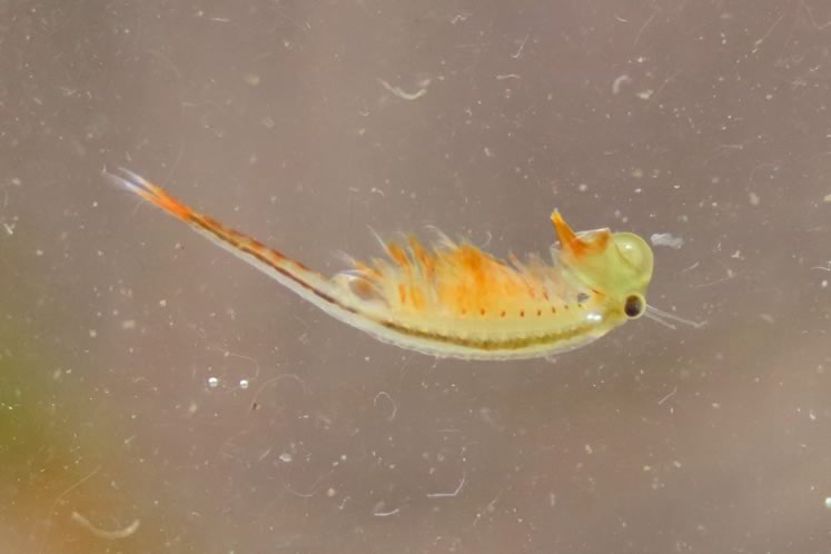 Fairy shrimp male. Photo by Don Scallen.