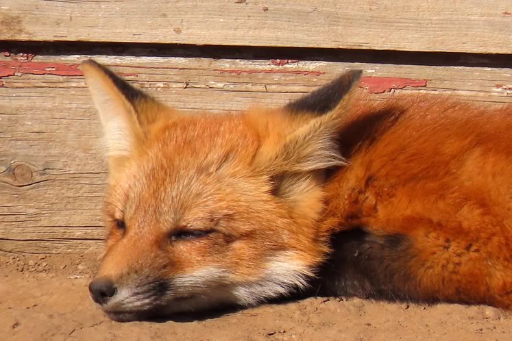 Red fox kit lolling in the afternoon sun. Photo by Don Scallen.