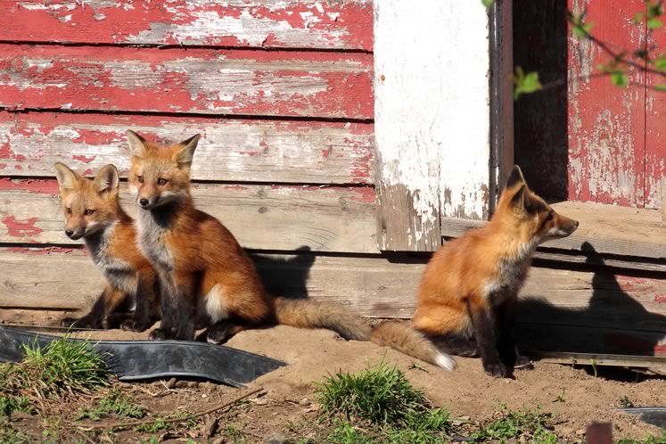 Red fox kits by their den entrance under an old garage. Photo by Don Scallen.