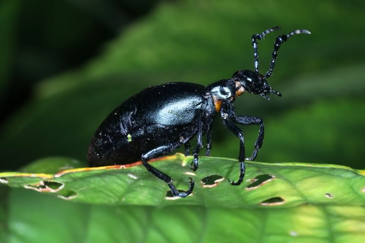 Blister beetle. Photo by Don Scallen.