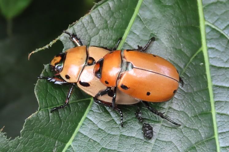 Grapevine beetles mating.