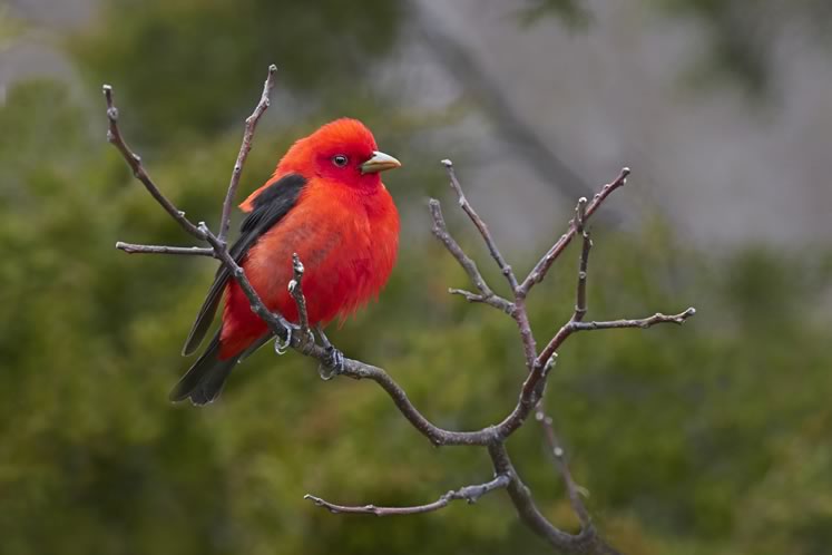 The brilliantly plumed scarlet tanager is the only one of hundreds of tanager species that breeds in Headwaters before heading to the tropics for the winter. Photo by Robert McCaw.