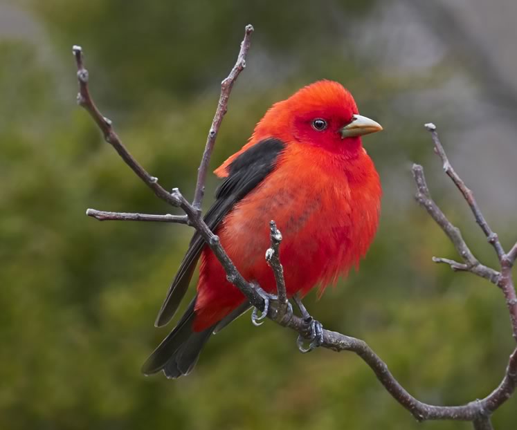 The brilliantly plumed scarlet tanager is the only one of hundreds of tanager species that breeds in Headwaters before heading to the tropics for the winter. Photo by Robert McCaw.