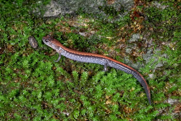 Probably the most common vertebrate in our woodlands, red-backed salamanders breathe through their damp skin, requiring the moisture of shade and the detritus on the forest floor to survive. Photo by Don Scallen.