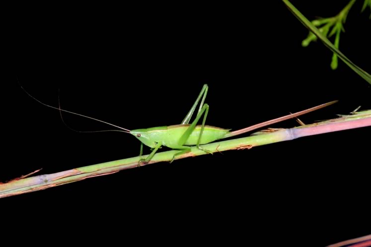 Sword bearing conehead female. The long spike is called an ovipositor. It is an egg laying organ. Photo by Don Scallen.