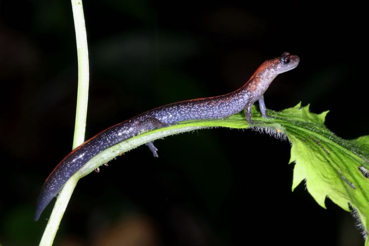 Climbing red-backed salamander. Photo by Don Scallen.