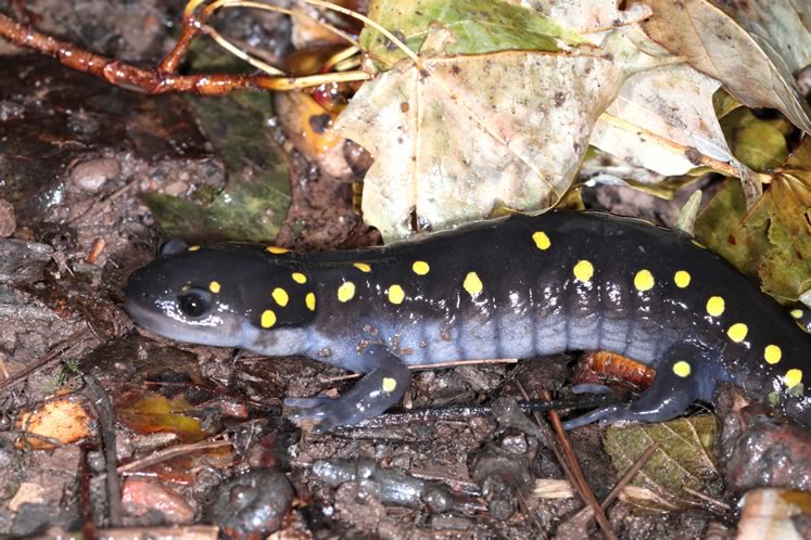 Spotted salamander adult. Photo by Don Scallen.
