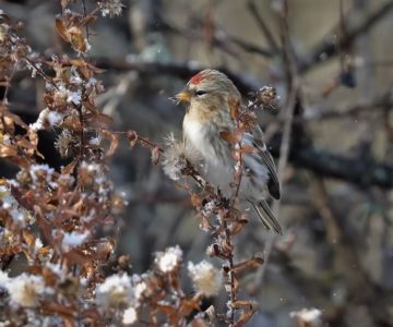 Redpoll feeding on aster seeds. Photo by Yves Scholten.