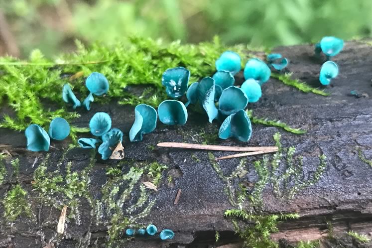 Blue-stain fungus. Photo courtesy CVC.