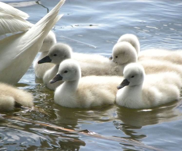 Fluffy cygnets. Photo courtesy CVC.
