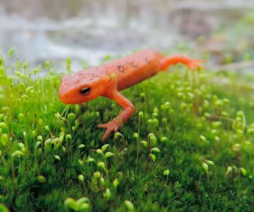 Red-spotted newt. Photo courtesy CVC.
