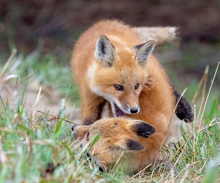 Kits at play. Photo by Critter Clicks Photography.
