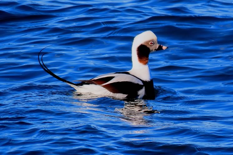 Long-tailed duck. Photo by Don Scallen.