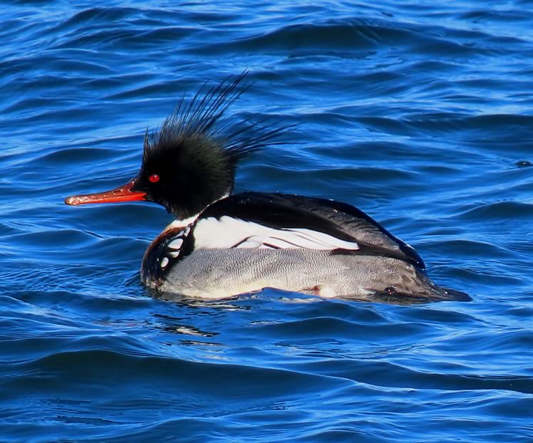 Red-breasted merganser are fish eaters, equipped with serrated bills to grip their slippery prey. Photo by Don Scallen.