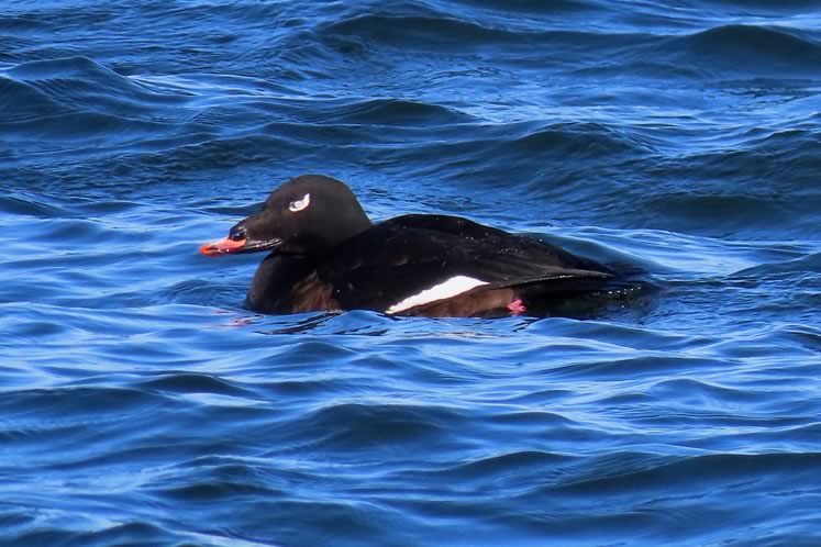 White-winged scoters feed on mollusks and other small creatures. Photo by Don Scallen.