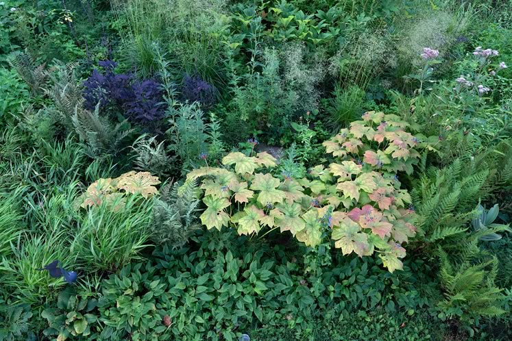 A ladder-top view shows the textural interplay between shady moisture-lovers, like umbrella leaf, lady ferns and others, fringed by creeping forget-me-not. Photo by Tony Spencer.